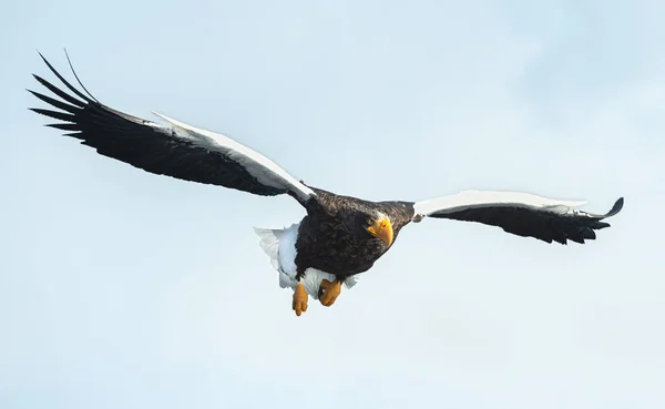 成人史泰勒的海鹰在天空飞行 科学名称 Haliaeetus Pelagicus — 图库照片