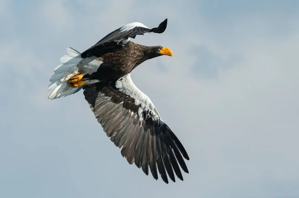 Águila Marina Adulta Steller Vuelo Sobre Cielo Nombre Científico Haliaeetus —  Fotos de Stock
