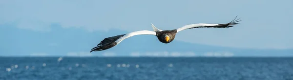 Felnőtt Steller Rétisas Repülés Elülső Kilátás Tudományos Név Haliaeetus Pelagicus — Stock Fotó