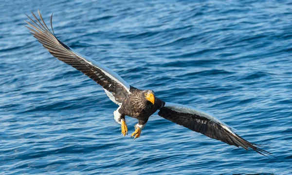 Volwassen Stellers Zeearend Visserij Blauwe Water Van Oceaan Achtergrond Stellers — Stockfoto