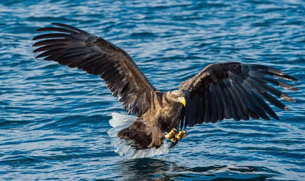 Adult Stellers Sea Eagle Fiske Blått Vatten Havet Bakgrunden Stellers — Stockfoto