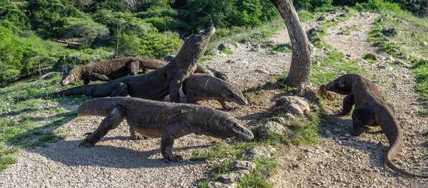 Dragones Komodo Dragón Komodo Levantó Cabeza Abrió Una Boca Lagarto — Foto de Stock