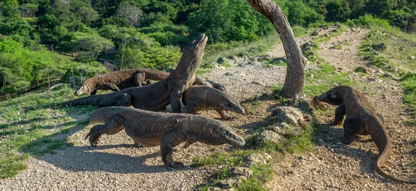 Dragones Komodo Dragón Komodo Levantó Cabeza Abrió Una Boca Lagarto — Foto de Stock