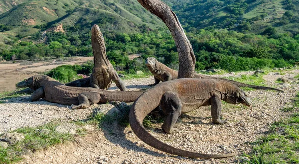 Dragones Komodo Dragón Komodo Levantó Cabeza Olfatea Aire Nombre Científico — Foto de Stock