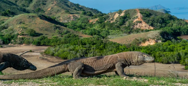 Dragones Komodo Nombre Científico Varanus Komodoensis Lagarto Vivo Más Grande —  Fotos de Stock