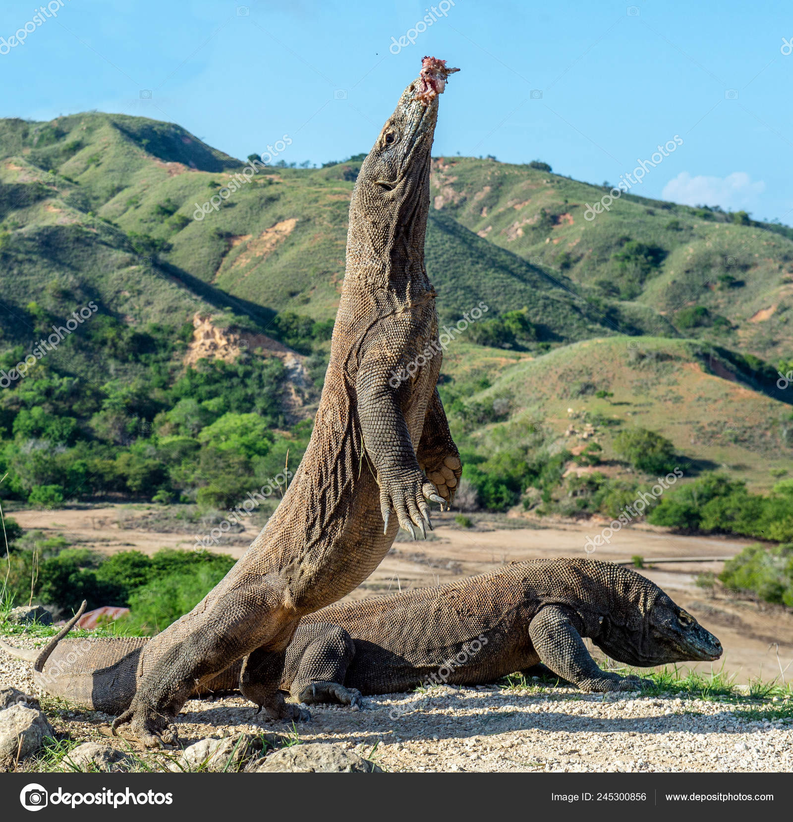 https://st4.depositphotos.com/1025317/24530/i/1600/depositphotos_245300856-stock-photo-komodo-dragons-komodo-dragon-stands.jpg
