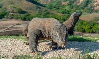 Komodo dragon o çatal dilini havayı kokluyor. Bilimsel adı: Varanus komodoensis. Dünya yaşam kertenkele doğal ortamlarında içinde en büyük. Ada Rinca.