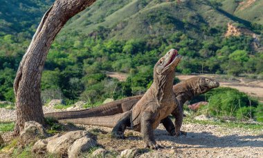Komodo ejderleri. Komodo dragon açık ağız ve arka ayakları üzerinde duruyor. Bilimsel adı: Varanus komodoensis. Bu dünyanın en büyük yaşam kertenkele var. Ada Rinca. Endonezya.