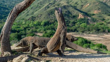 Komodo ejderleri. Komodo dragon açık ağız ve arka ayakları üzerinde duruyor. Bilimsel adı: Varanus komodoensis. Bu dünyanın en büyük yaşam kertenkele var. Ada Rinca. Endonezya.