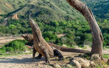 Komodo ejderleri. Komodo dragon başını kaldırdı ve havayı kokluyor. Bilimsel adı: Varanus komodoensis. Doğal yaşam alanı. Bu dünyanın en büyük yaşam kertenkele var. Ada Rinca. Endonezya.
