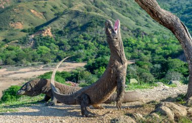 Komodo ejderleri. Komodo dragon açık ağız ve arka ayakları üzerinde duruyor. Bilimsel adı: Varanus komodoensis. Bu dünyanın en büyük yaşam kertenkele var. Ada Rinca. Endonezya.
