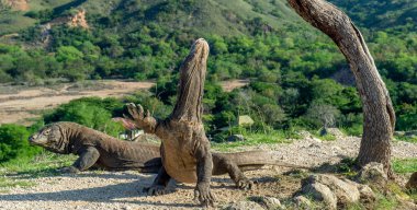 Komodo ejderleri. Komodo dragon başını kaldırdı ve havayı kokluyor. Bilimsel adı: Varanus komodoensis. Doğal yaşam alanı. Bu dünyanın en büyük yaşam kertenkele var. Ada Rinca. Endonezya.