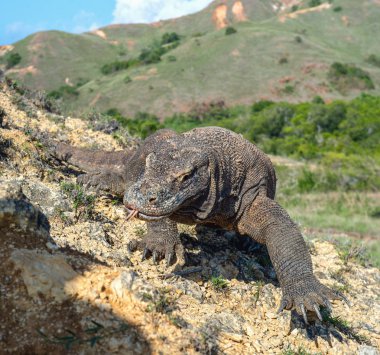 Komodo dragon o çatal dilini havayı kokluyor. Bilimsel adı: Varanus komodoensis. Dünya yaşam kertenkele doğal ortamlarında içinde en büyük. Ada Rinca.