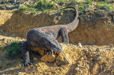 Komodo dragon o çatal dilini havayı kokluyor. Bilimsel adı: Varanus komodoensis. Dünya yaşam kertenkele doğal ortamlarında içinde en büyük. Ada Rinca.