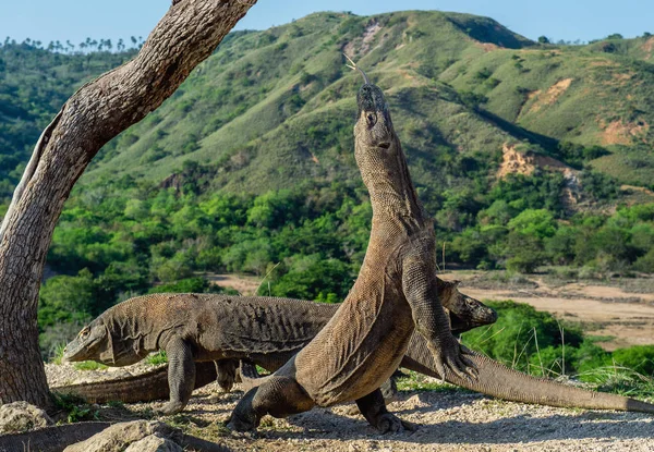 Dragones Komodo Dragón Komodo Está Parado Sus Patas Traseras Boca — Foto de Stock