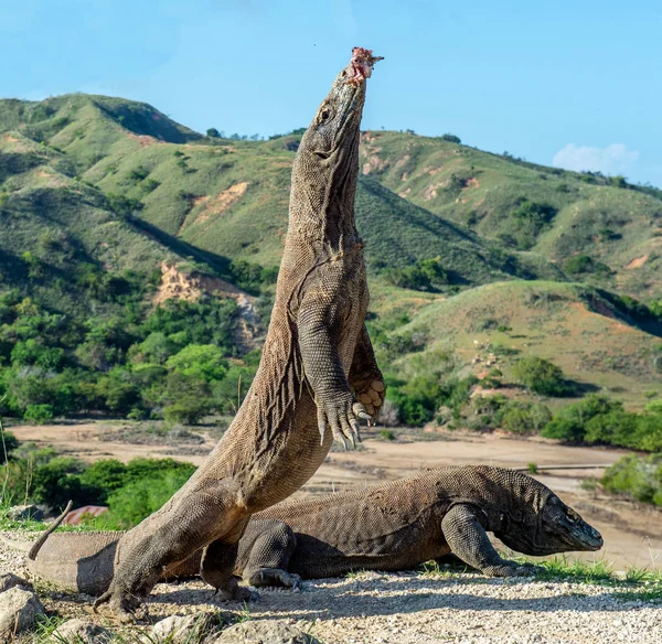 Komodo Draken Komodo Draak Staat Zijn Achterpoten Open Mond Wetenschappelijke — Stockfoto