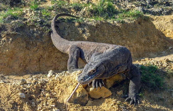 Komodovaraan Lucht Met Zijn Gespleten Tong Wetenschappelijke Naam Varanus Komodoensis — Stockfoto