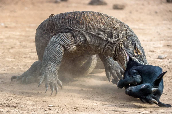 Dragón Ataca Dragón Komodo Con Presa Dragón Komodo Nombre Científico — Foto de Stock