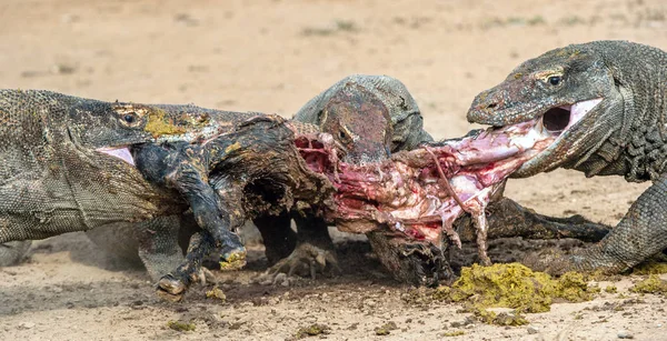 Sárkányok Tépte Zsákmányt Komodói Sárkány Tudományos Neve Varanus Komodoensis Világon — Stock Fotó