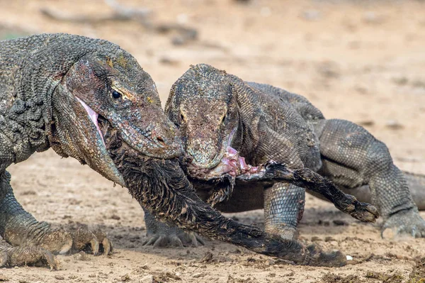 Dragons Tore Prey Komodo Dragon Scientific Name Varanus Komodoensis Biggest — Stock Photo, Image