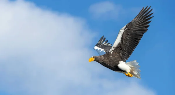 Взрослый Орёл Стеллера Летит Над Небом Научное Название Haliaeetus Pelagicus — стоковое фото