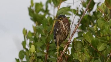 Yeşil balıkçıl dalı. Bilimsel adı: Butorides virescens maculata. Küba.