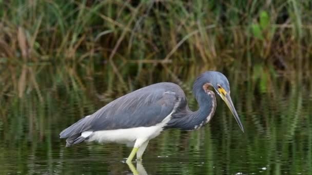 Dreifarbige Reiher Wasser Der Erwachsene Dreifarbige Reiher Fischt Nordamerika Bekannt — Stockvideo