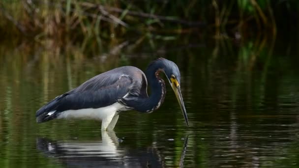 Tricolored Heron Water Adult Tricolored Heron Fishing Known North America — Stock Video