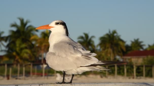 Charrán Real Nombre Científico Thalasseus Maximus Sterna Maxima Plumaje Invierno — Vídeos de Stock