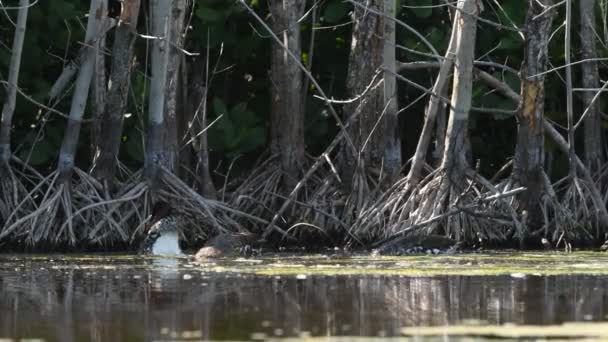 Západoindický Pískání Kachna Vědecký Název Dendrocygna Arborea Černá Účtoval Pískání — Stock video