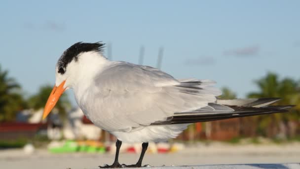 Royal Tern Scientific Name Thalasseus Maximus Sterna Maxima Winter Plumage — Stock Video