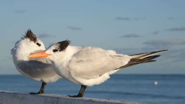 Los Charranes Reales Nombre Científico Thalasseus Maximus Sterna Maxima Plumaje — Vídeos de Stock