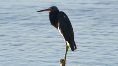 Yetişkin tricolored heron. Kuzey Amerika Louisiana veya küçük balıkçıl olarak da bilinir. Tricolored Heron bilimsel adı: Egretta üç renkli. 4k