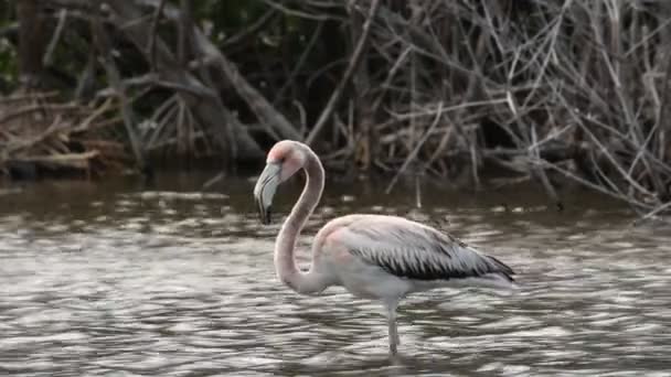 Flamenco Juvenil Americano Flamenco Americano Flamenco Caribeño Nombre Científico Phoenicopterus — Vídeos de Stock