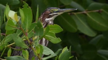 Yeşil balıkçıl dalı. Bilimsel adı: Butorides virescens maculata. Küba. 4k