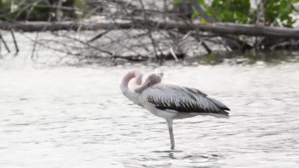 Juvenil Amerikanska Flamingo Amerikanska Flamingo Eller Karibisk Flamingo Vetenskapliga Namn — Stockvideo