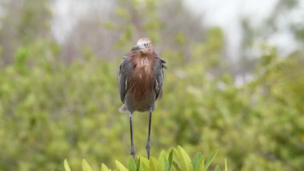 红色的白鹭 Egretta Rufescens — 图库视频影像