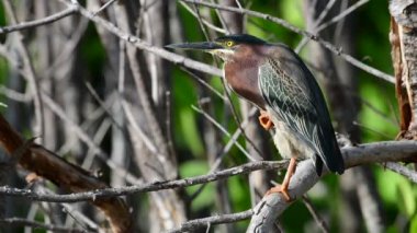 Yeşil balıkçıl dalı. Bilimsel adı: Butorides virescens maculata. Küba. 4k