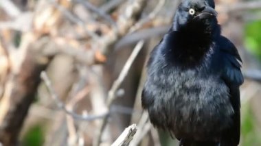 Büyük Antiller grackle. Yakın çekim. Bilimsel adı: Quiscalus Nijer. Küba. 4k