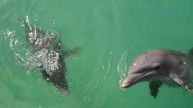 Yunuslar suda yüzüyor. Ağır çekim video. Bayağı şişe burunlu yunus veya Atlantik Şişe burunlu yunus. Bilimsel adı - Tursiops truncatus.