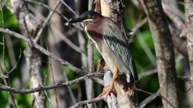 Yeşil balıkçıl dalı. Bilimsel adı: Butorides virescens maculata. Küba. 4k
