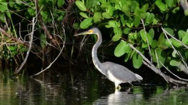 Su üzerinde çalışan Heron. Ağır çekim. Yetişkin tricolored balıkçıl, Kuzey Amerika'da Louisiana veya küçük balıkçıl olarak bilinen balık tutuyor. Tricolored Heron bilimsel adı: Egretta üç renkli.