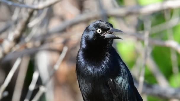 Grackle Більшу Антильських Островів Крупним Планом Наукова Назва Quiscalus Нігер — стокове відео