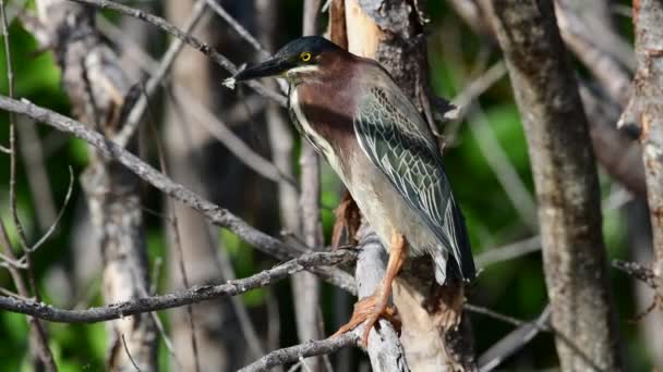 Groene Reiger Tak Wetenschappelijke Naam Butorides Virescens Maculata Cuba — Stockvideo