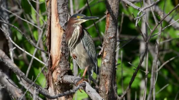 Groene Reiger Tak Wetenschappelijke Naam Butorides Virescens Maculata Cuba — Stockvideo