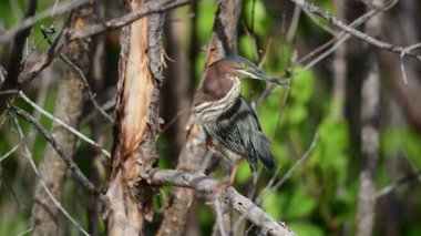 Yeşil balıkçıl dalı. Bilimsel adı: Butorides virescens maculata. Küba. 4k