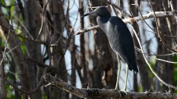Little Blue Heron Egretta Caerulea Branch Dry Tree Cuba — Stock Video