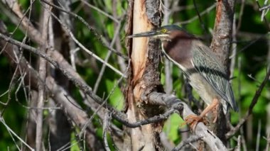 Heron tüyleri ayrılmadın. Yeşil balıkçıl dalı. Bilimsel adı: Butorides virescens maculata. Küba. 4k