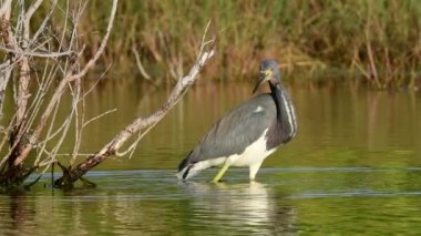 Tricolored Heron balıkçılık gölet üzerinde. Yetişkin tricolored heron Balık tutma. Kuzey Amerika Louisiana veya küçük balıkçıl olarak da bilinir. Tricolored Heron bilimsel adı: Egretta üç renkli.