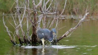 Tricolored Heron balıkçılık gölet üzerinde. Ağır çekim. Yetişkin tricolored balıkçıl, Kuzey Amerika'da Louisiana veya küçük balıkçıl olarak bilinen balık tutuyor. Tricolored Heron bilimsel adı: Egretta üç renkli.